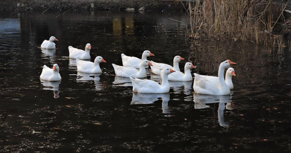 Goose Duck Animal