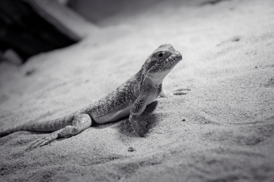 Lizard Animal Reptile monochrome photo