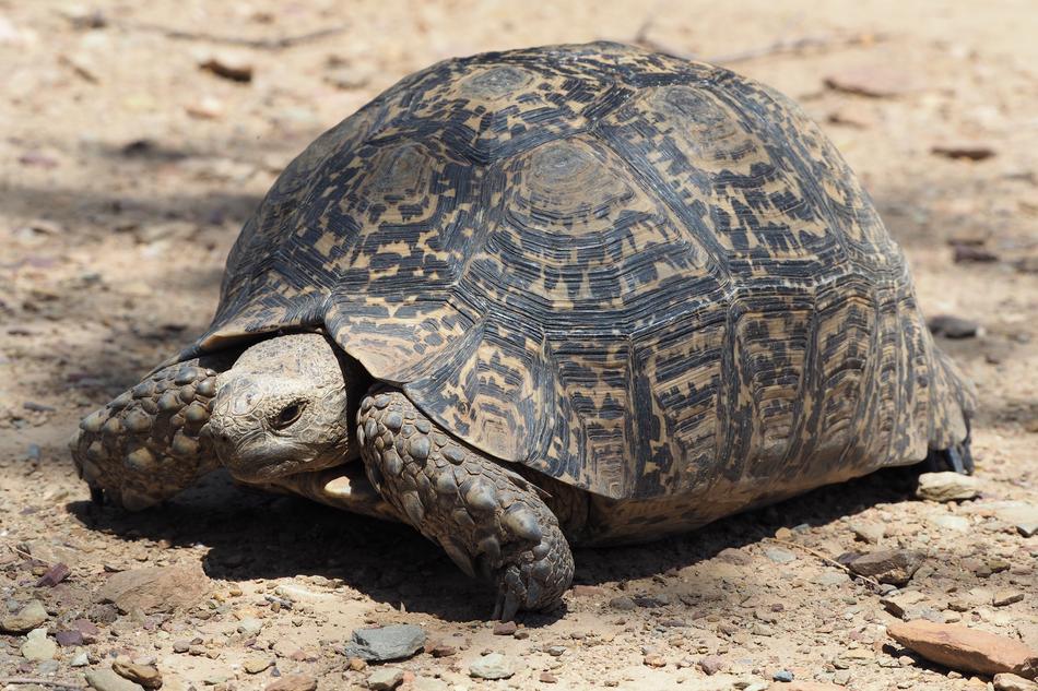 Turtle South Africa Tortoise