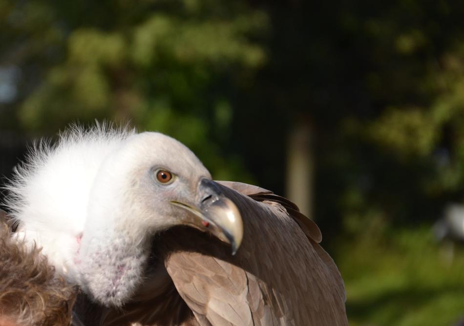 Vulture Bird Animal