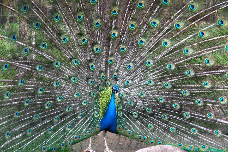 peacock with a flared tail