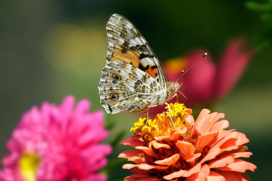 Butterfly Insect Nature