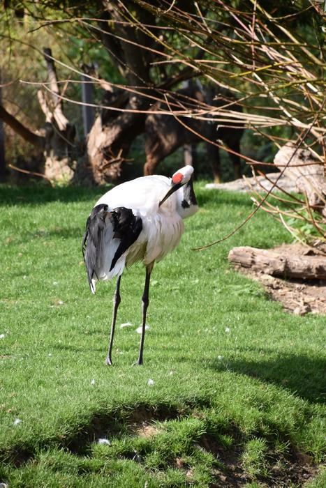 Animal Crane Nature