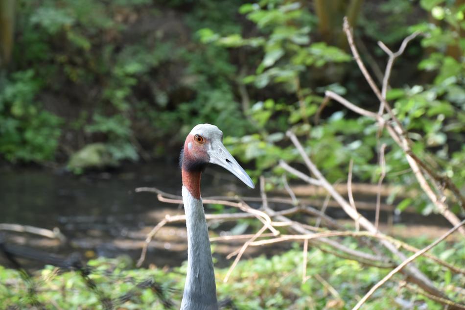 Bird Zoo Beak