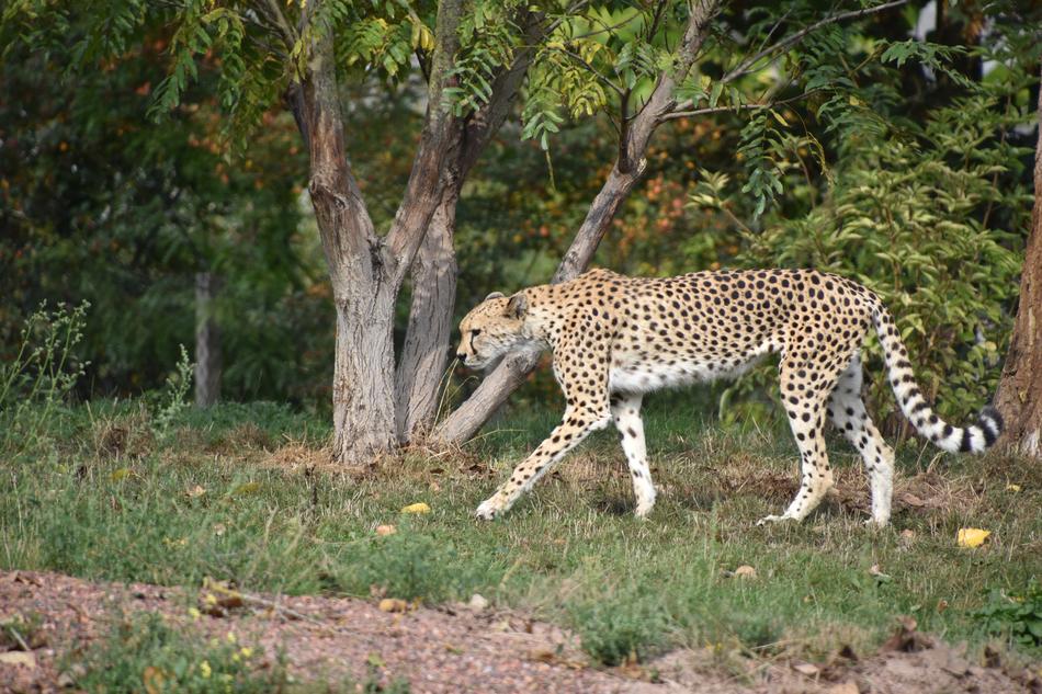 Cheetah Animal Wild