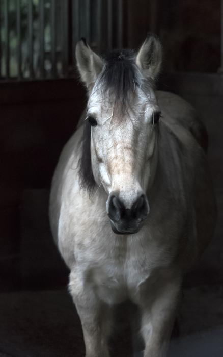 White Horse Barn