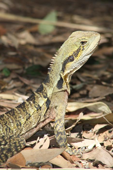 Water Dragon Lizard Animal