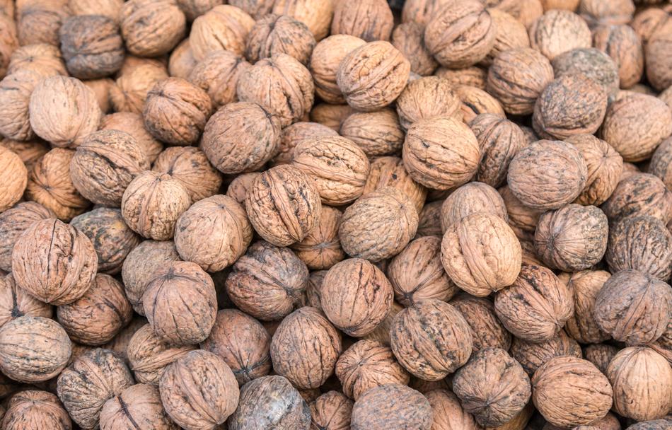 harvest of delicious walnuts
