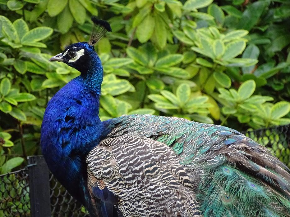 Peacock Bird