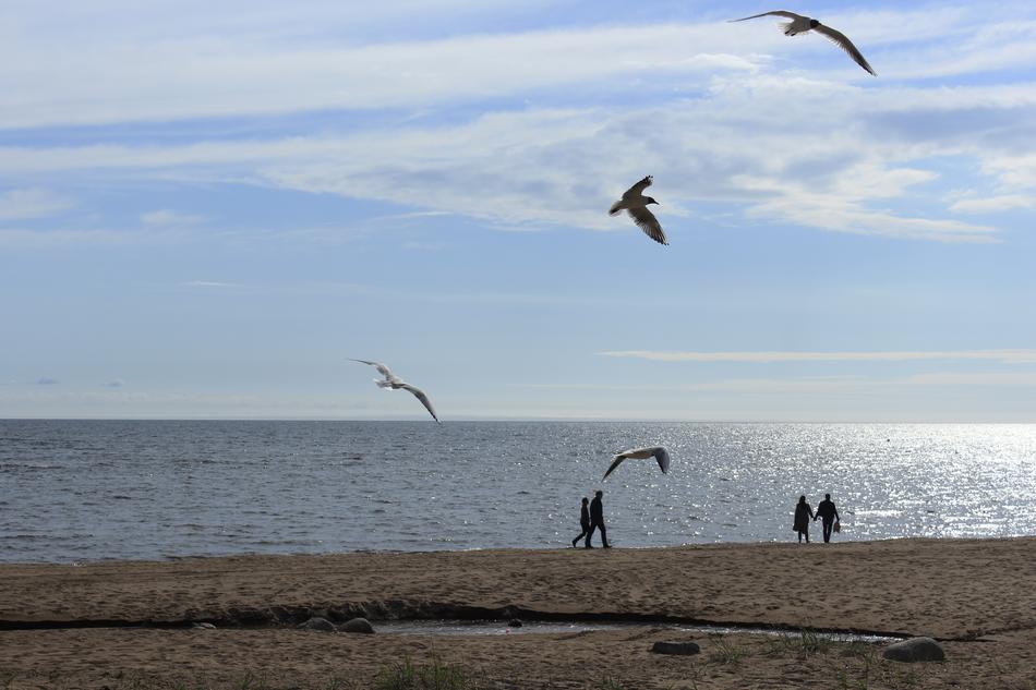 Gulls Sea Seagull