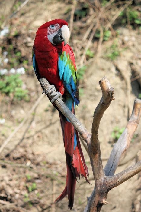 Parrot Ara Bird