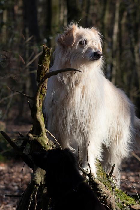 Dog Nature Spring