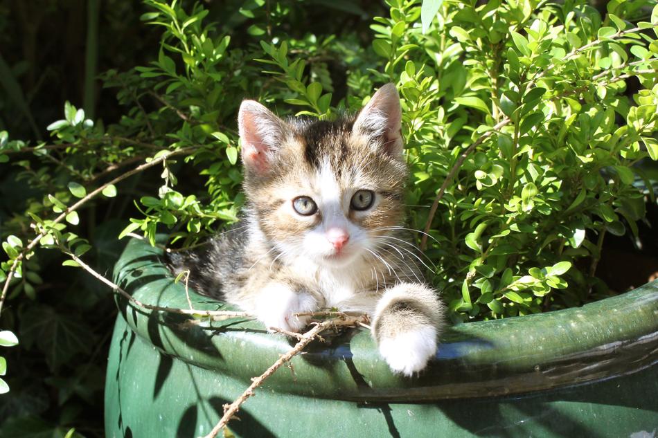 Kitten Cat Animal