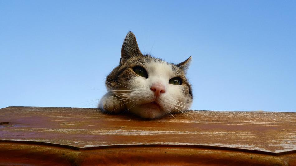 Cat Animal Pet
