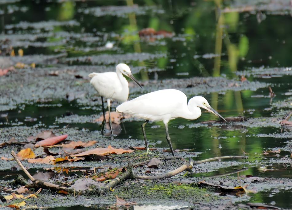 Egret Wild Wildlife