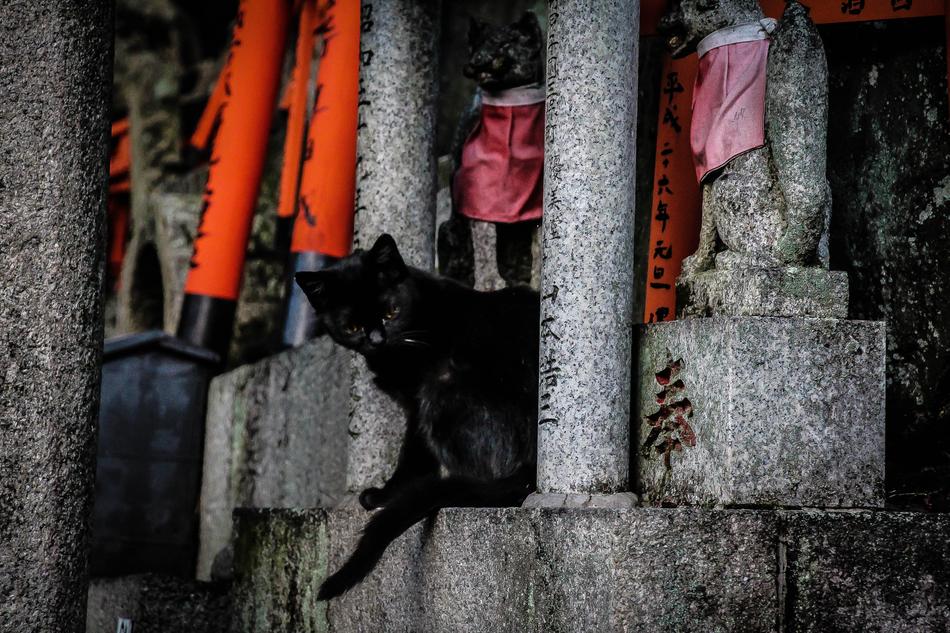 Kyoto Cat Temple