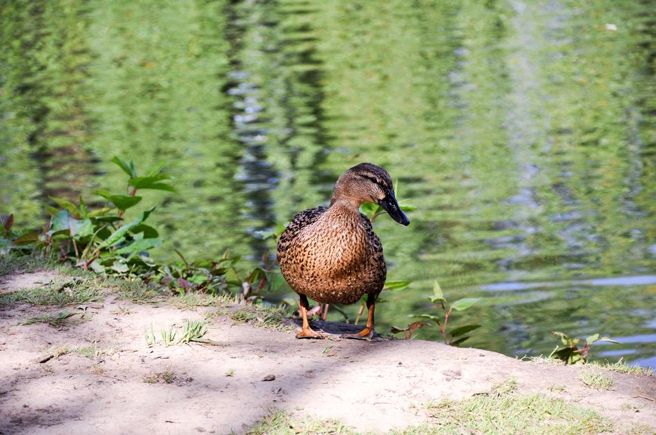brown duck on the water by the rocks
