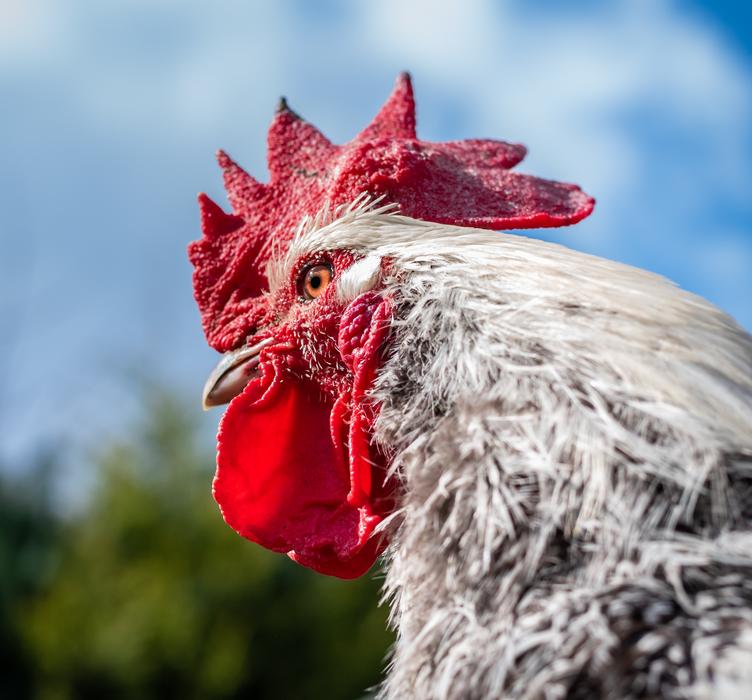 Hahn Poultry Farm macro