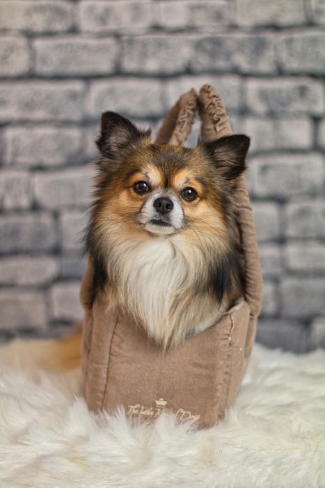 Chihuahua Dog Small