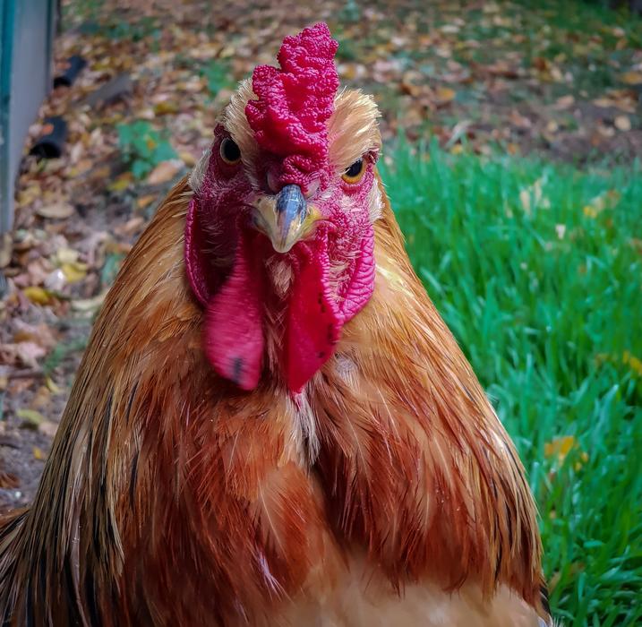 Chicken Bird nature macro