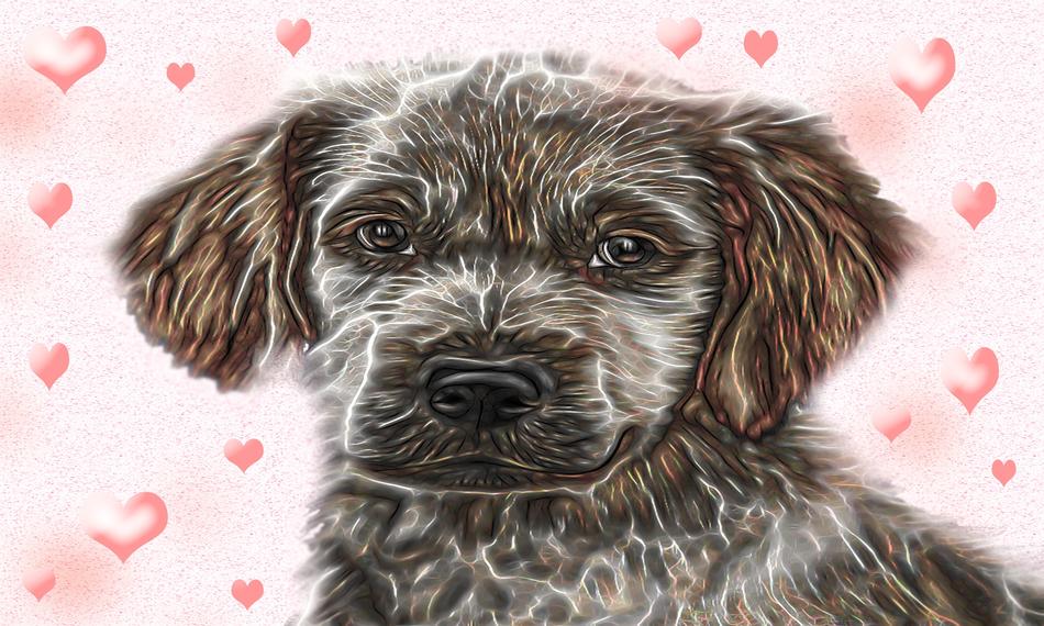 dog view eyes animal pet head