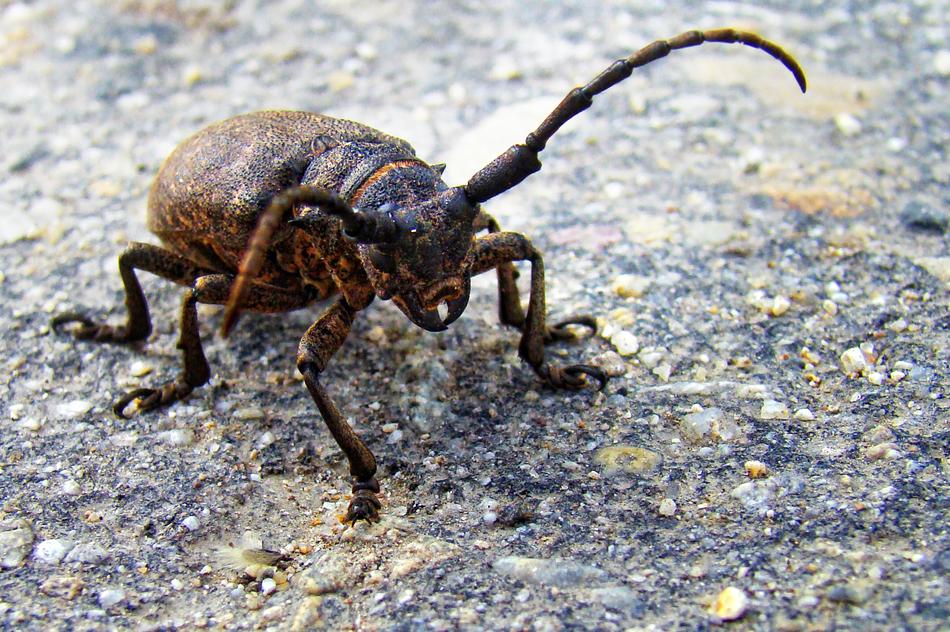 Beetle Strigun