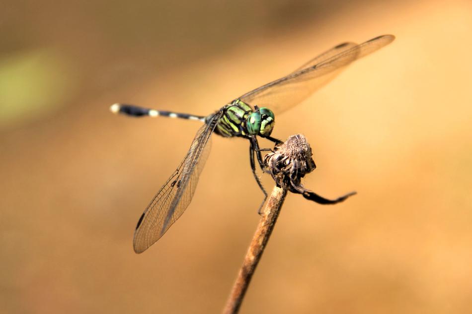 beautiful green dragonfly