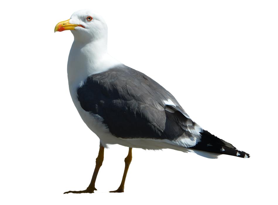 Gull Bird Isolated