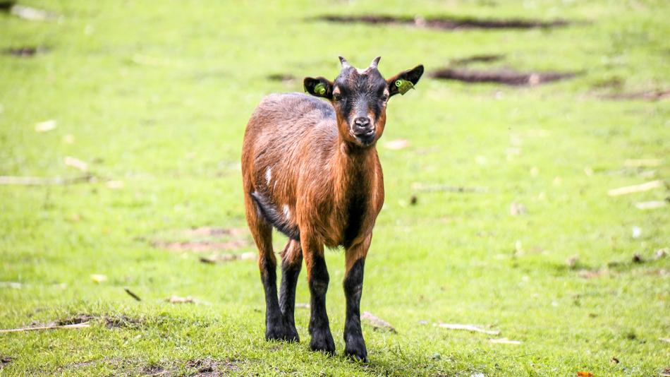 Animal Pet Goat