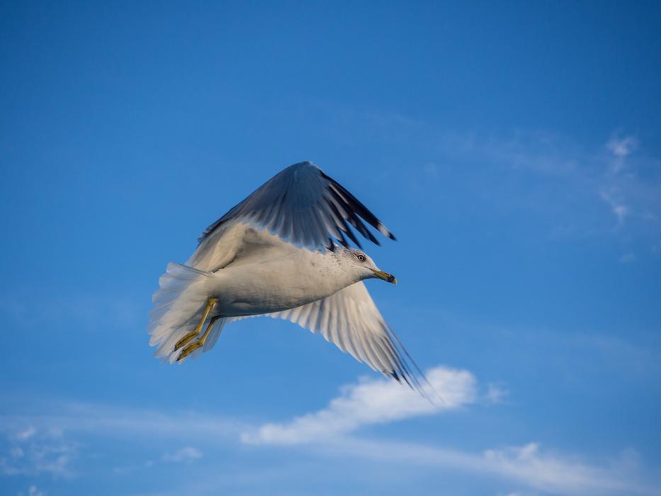 Seagull Flying Bird