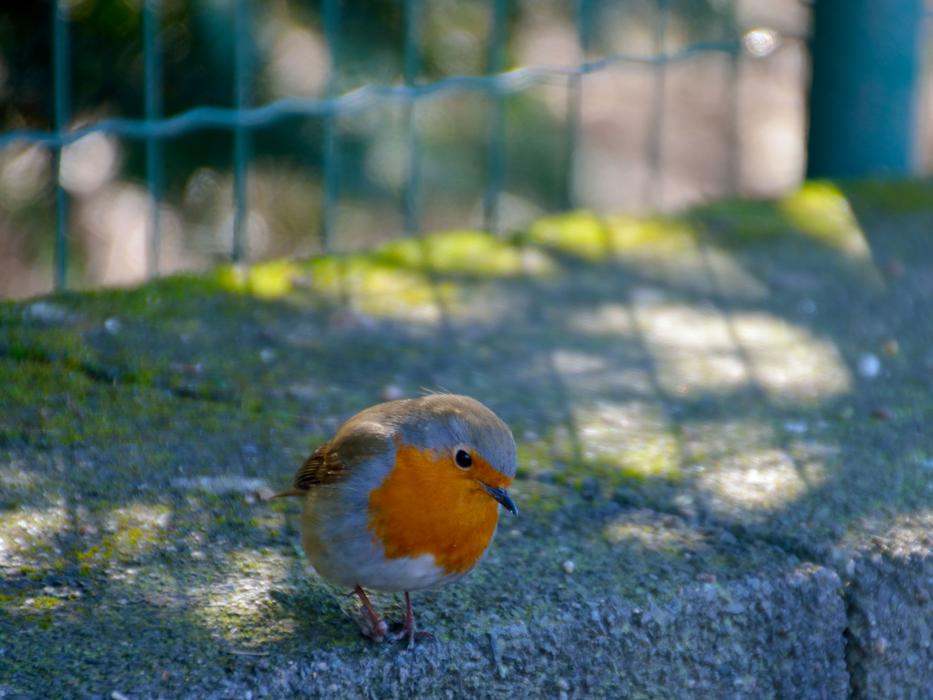 Bird Orange Animal