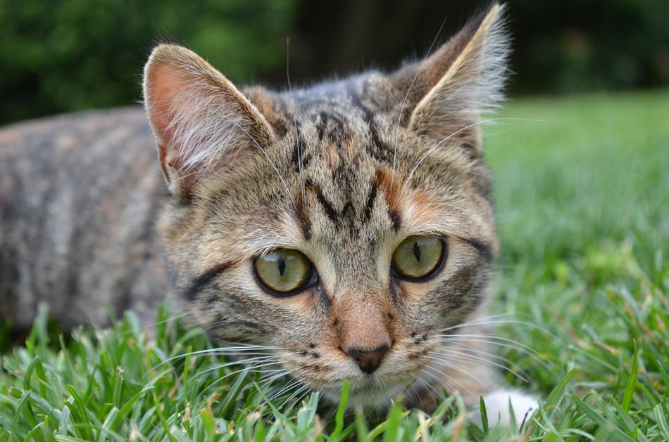 Cat Grass Domestic Animal