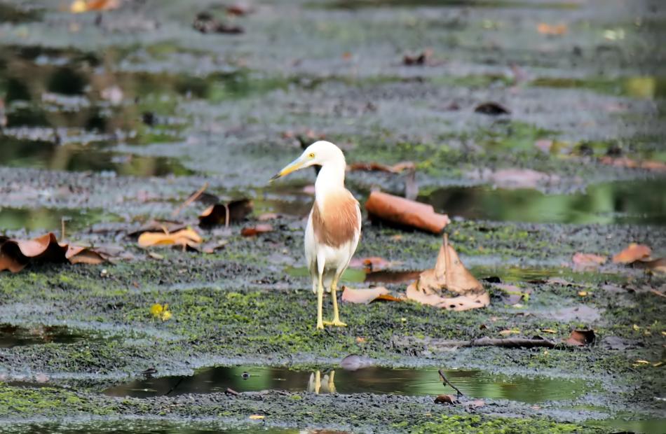 Bird Wild Wildlife