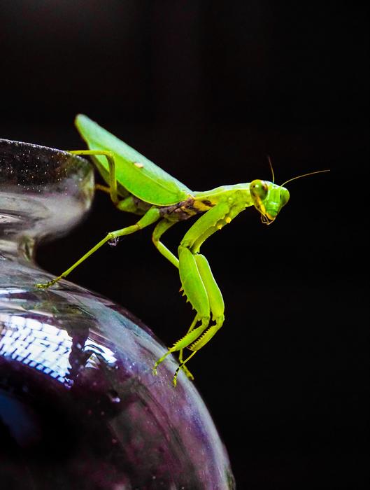Grasshopper Locust Insect