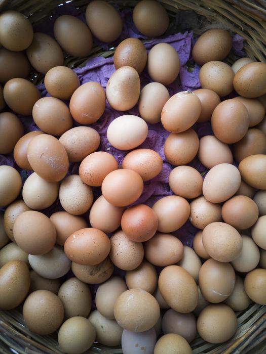 raw egg harvest