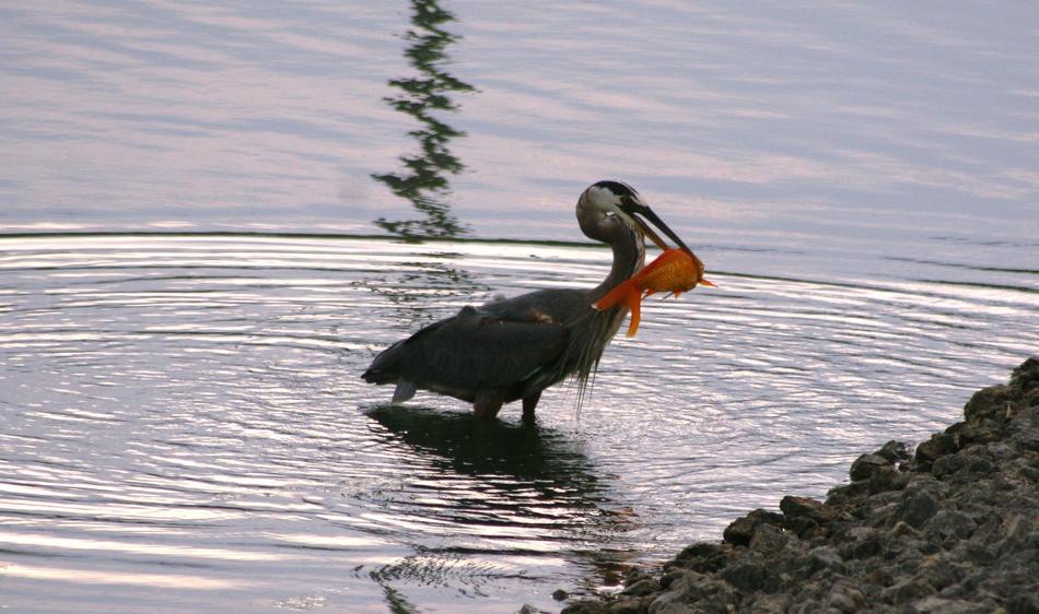 Bird Blue Heron