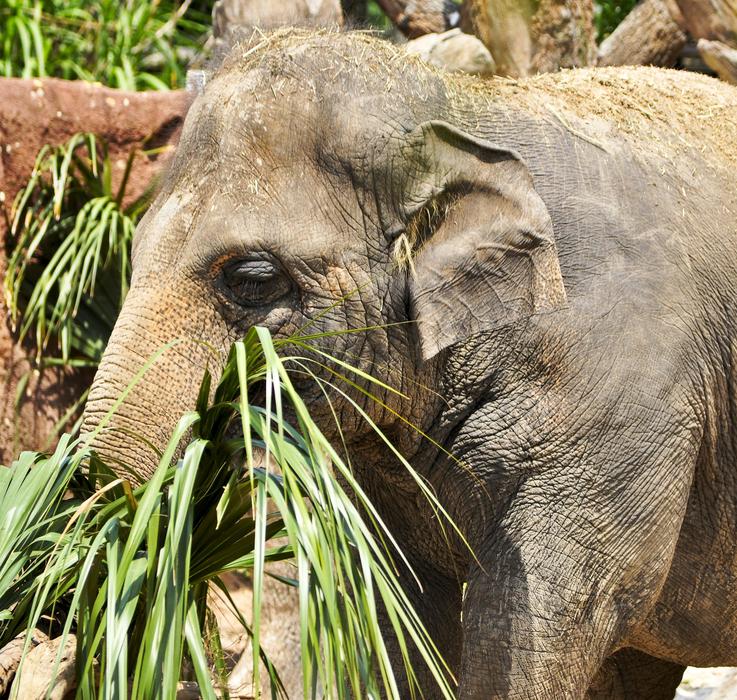 Animal Mammal Elephant