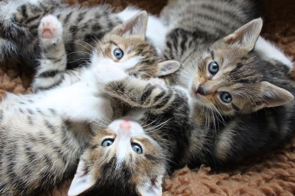 cute kittens in a bunch