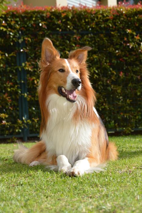 Collie Dog