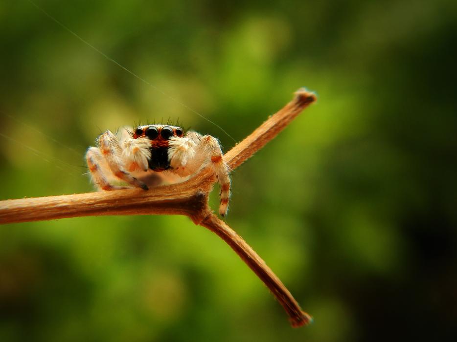 Spider Web Insect