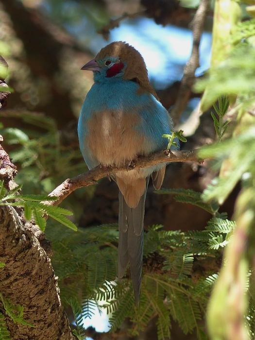Ethiopia Bird Animal