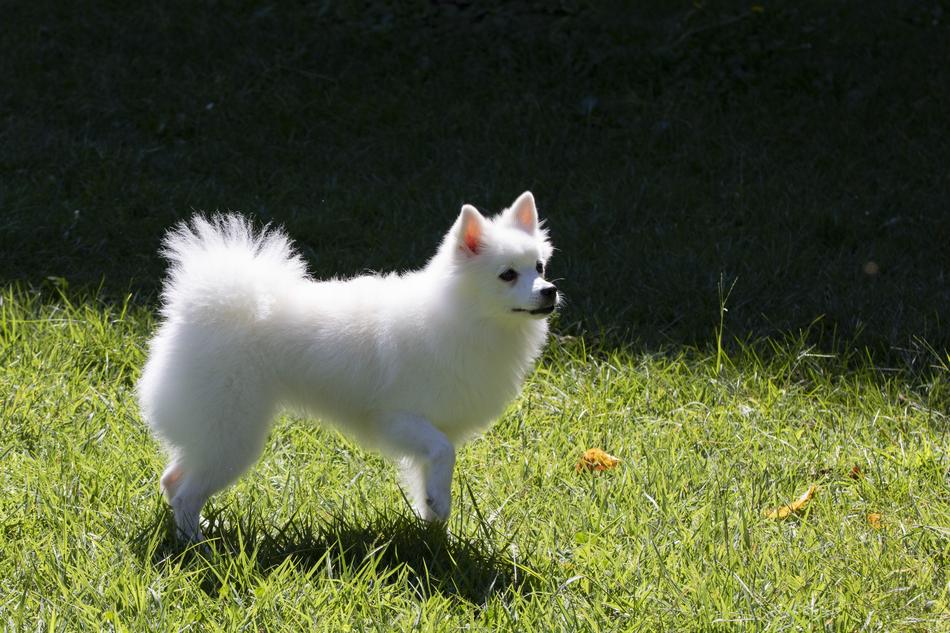funny white dog