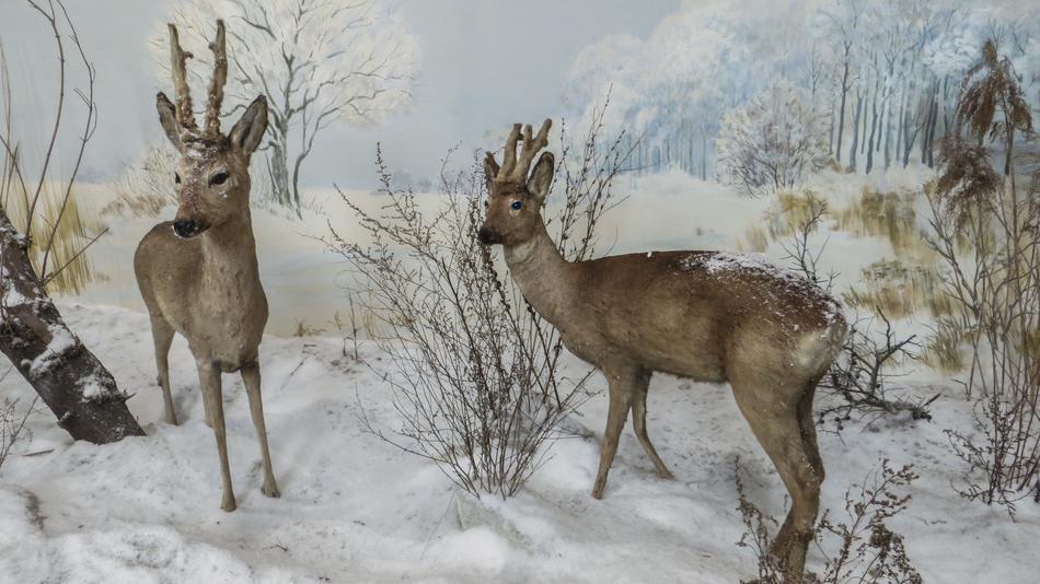 wild deer in a snowy field
