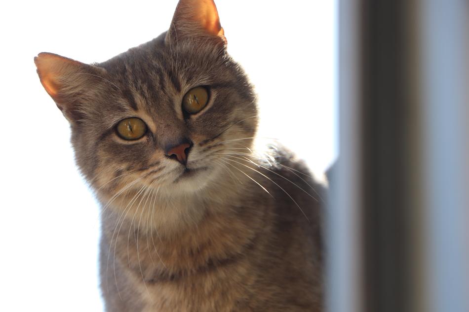 Cat Animals Cute