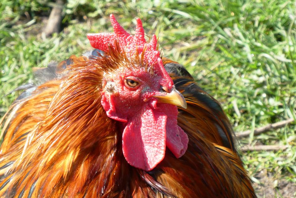 Chicken Feathers Comb
