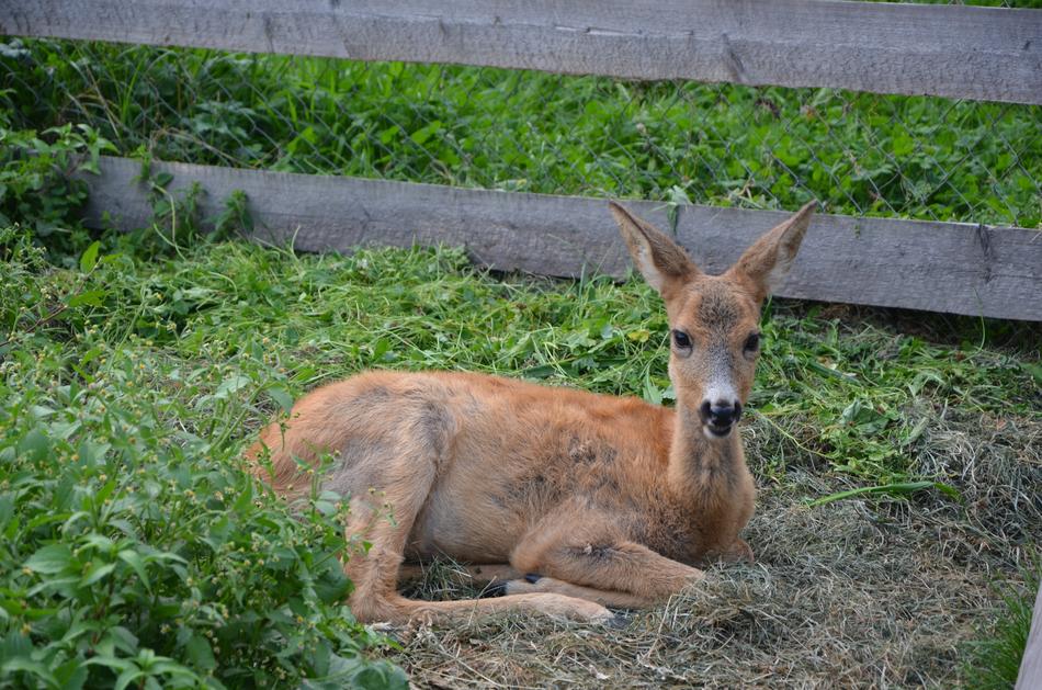 Animal The Carpathians Wild