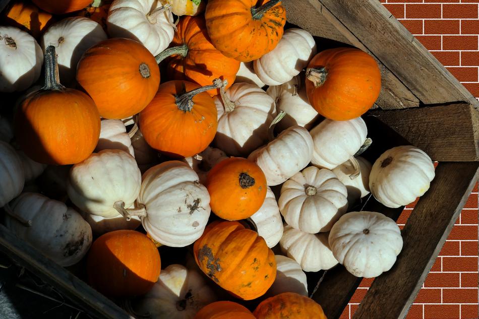 white and orange pumpkins in a cart