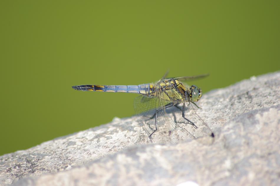 colorful dragonfly on a rock
