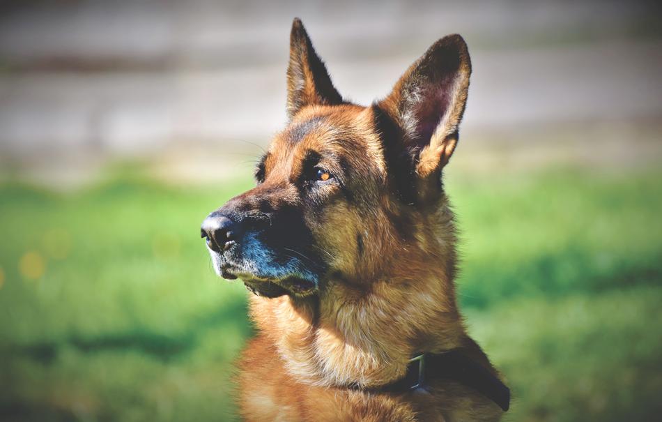 German Shepherd Old macro