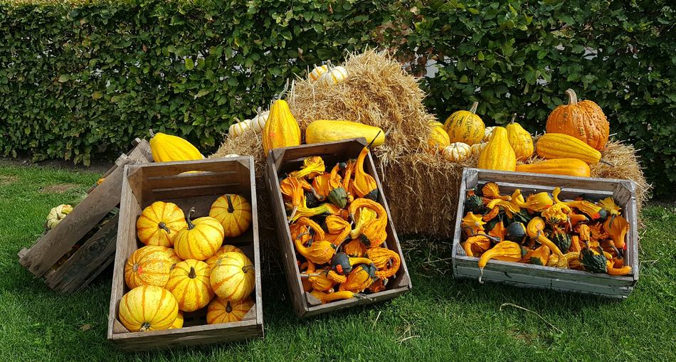 Delicious pumpkins in boxes in front of a haystack